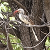 J17_0886 Redbilled Hornbill